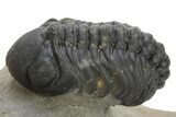 Austerops Trilobite With Gerastos - Ofaten, Morocco #363028-6